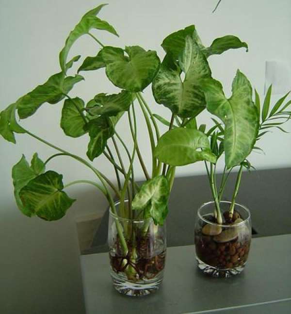 Propagation of White Butterfly by Cutting Propagation of White Butterfly by Cutting