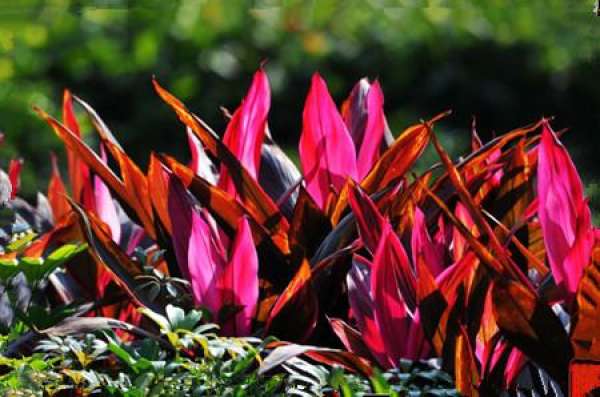 The Flowering Period of Zhu Banana