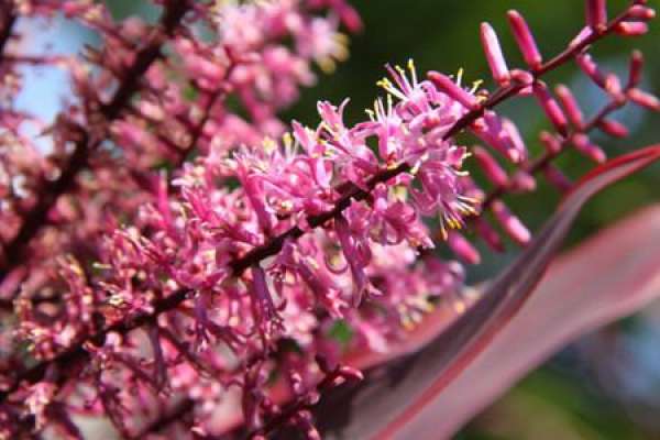 The Flower Language of Zhu Jiao