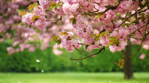 Tokyo cherry blossom