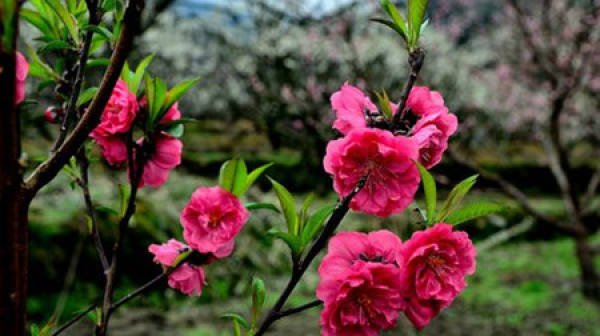 Tokyo cherry blossom