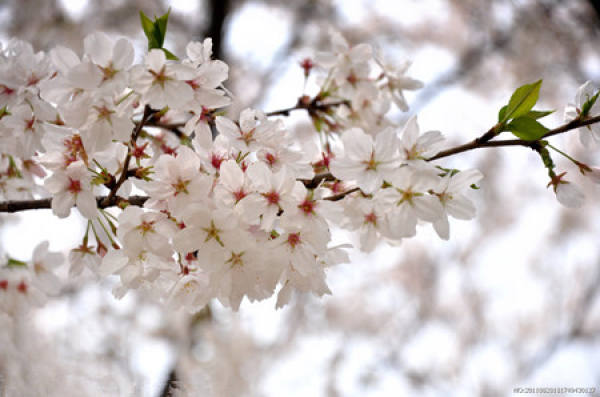Cerasus sachalinensis