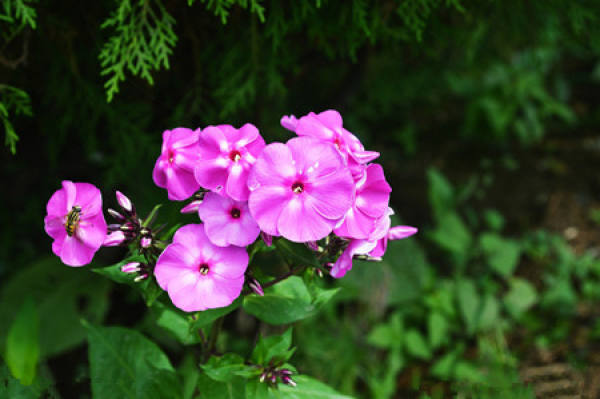 The Flower Language of Geranium