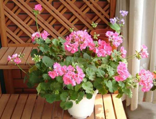 The Beautiful Legend of Geranium
