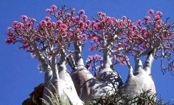The Flower Language of Desert Rose