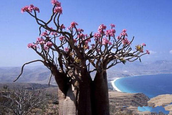 The Legend of the Desert Rose