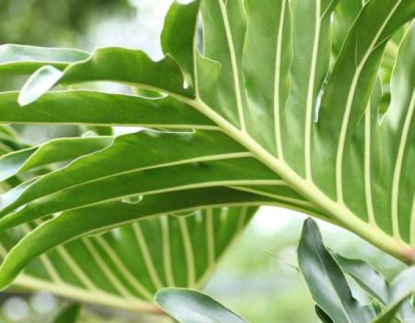 Symptoms of diseases and insect pests of spring feather