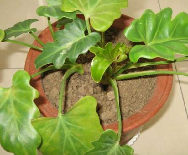 Symptoms of diseases and insect pests of spring feather