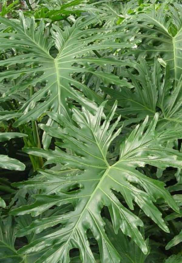 Method for treating diseases and insect pests of spring feather