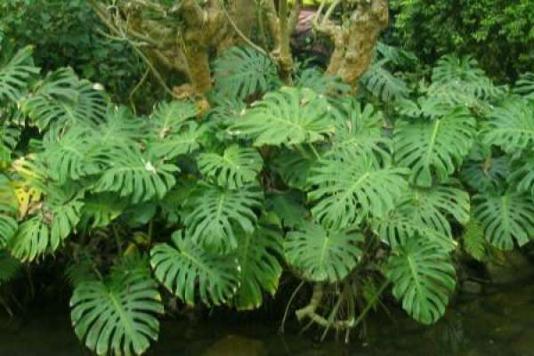 Spring rain breeding method