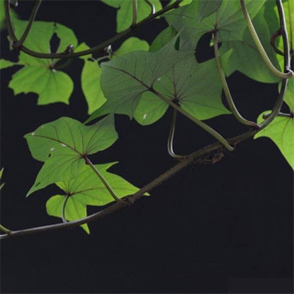 Ivy