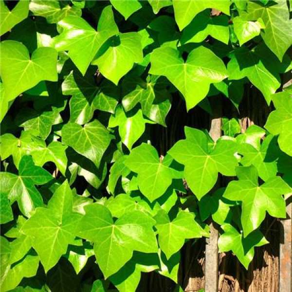 Ivy picture