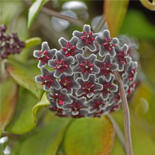 Hoya cultivar