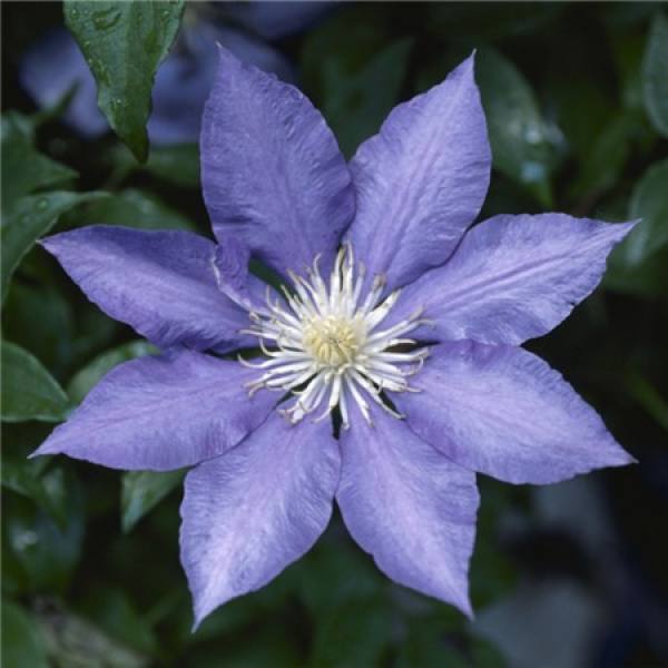 Clematis