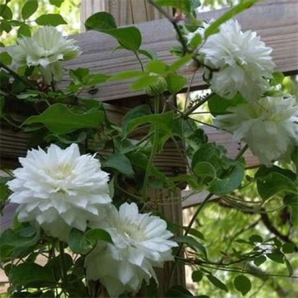 Clematis lotus language pictures