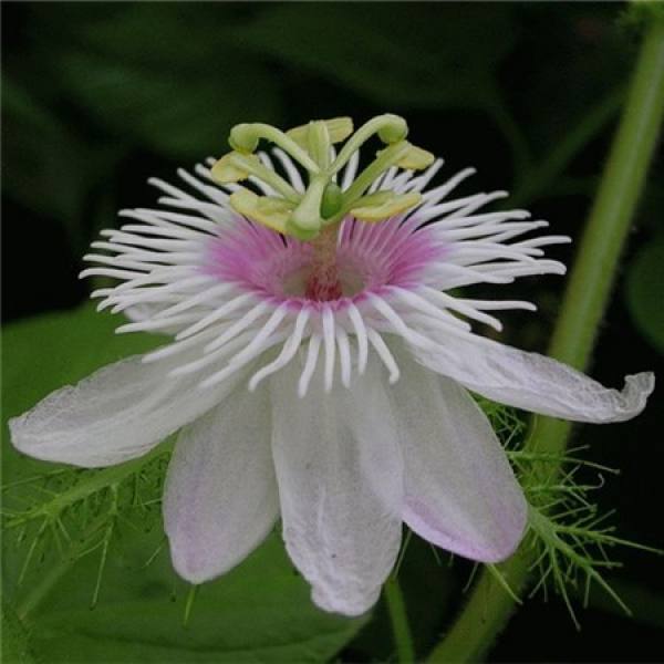picture of passionflower