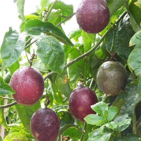 Hybrid fruit seed