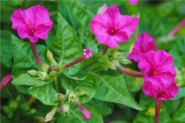 What condition does Mirabilis jalapa need to blossom?