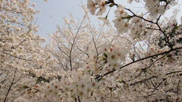 The Garden Value of Cherry Blossom