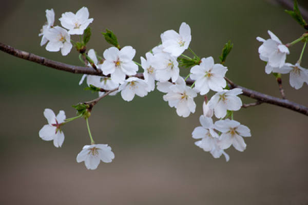 Edible function of cherry blossom