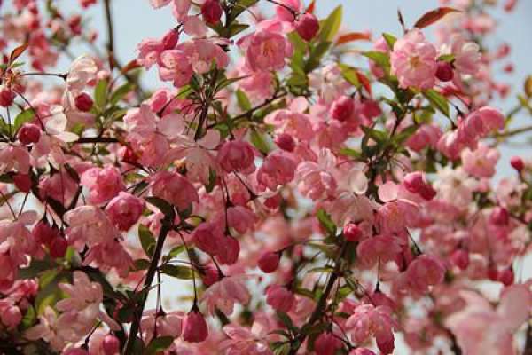 Malus pendula