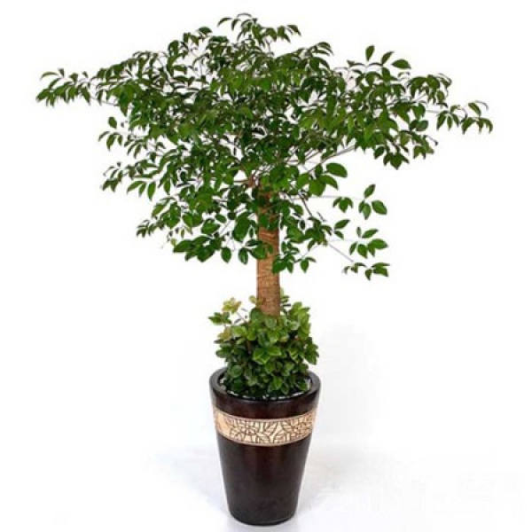 Happiness tree water method