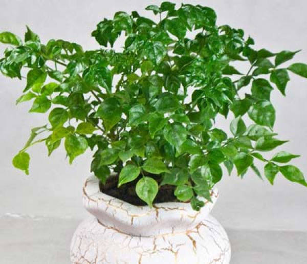 Points for Attention in Watering Happiness Tree
