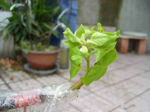 Time of Cherry Grafting Propagation