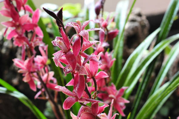Cymbidium