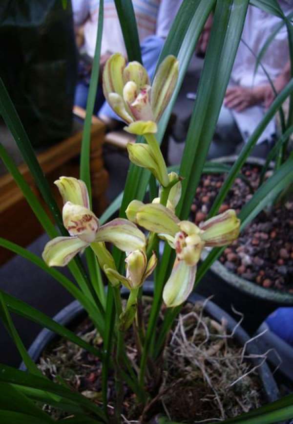 Cymbidium