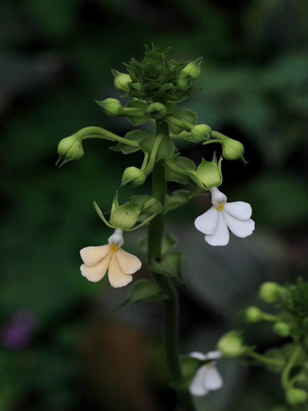 shrimps and orchids with silver belt