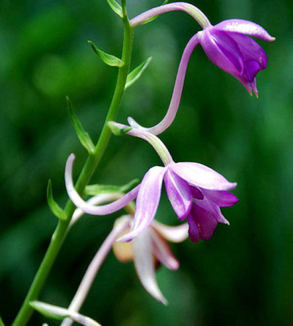 shrimps and orchids with silver belt