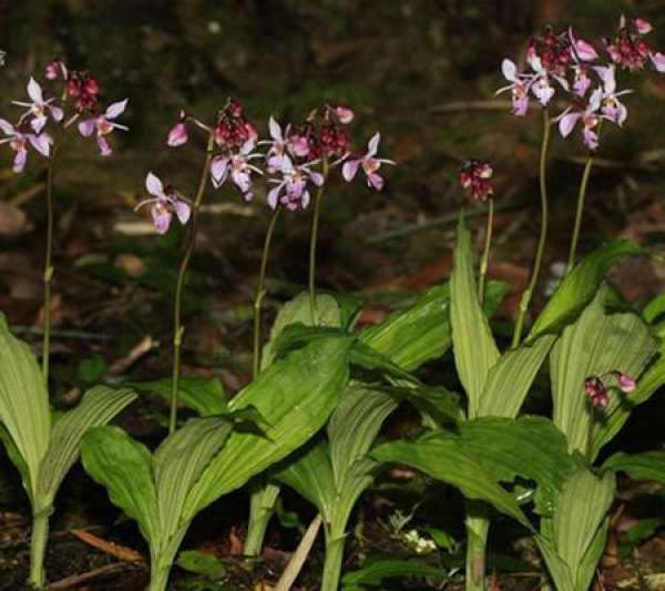 Calanthe medogensis