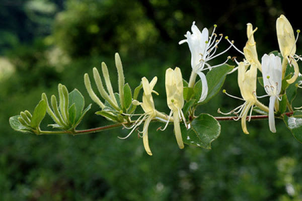 Brief Introduction of Lonicera japonica and Lonicera confusa
