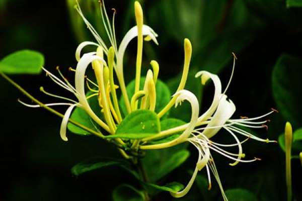 Brief Introduction of Lonicera japonica and Lonicera confusa