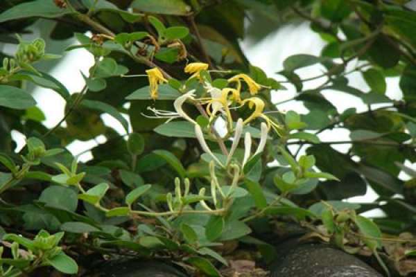 Lonicera japonica pictures