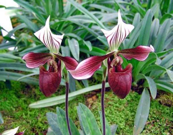 management of flowering period of Dulan