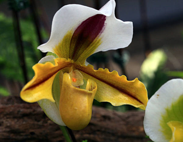 Paphiopedilum temperature-control light-shading