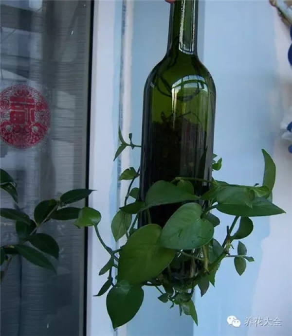 Wine Bottle