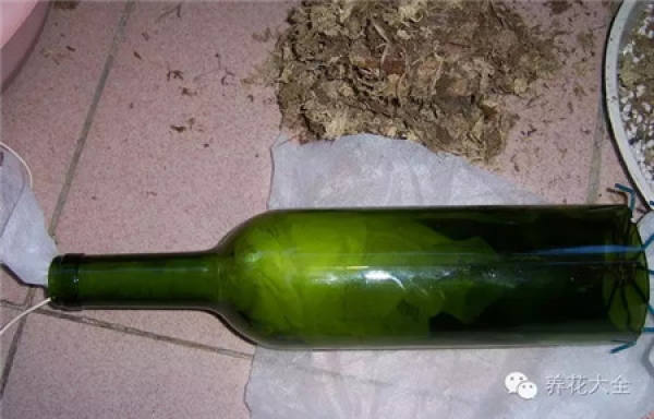 Wine Bottle
