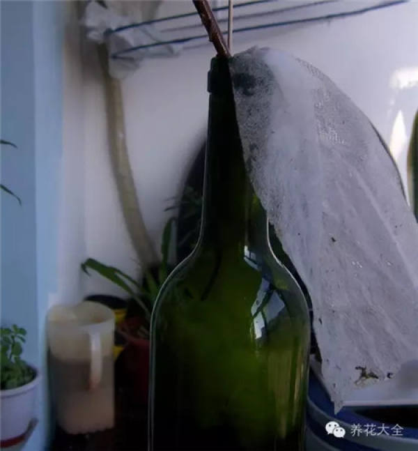 Wine Bottle