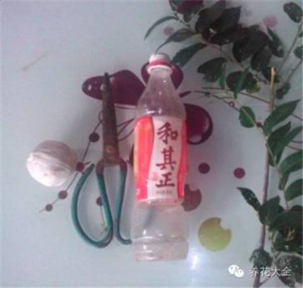 Wine Bottle