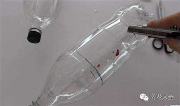 Wine Bottle