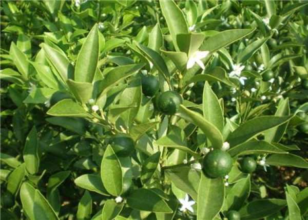 Pruning of cumquat