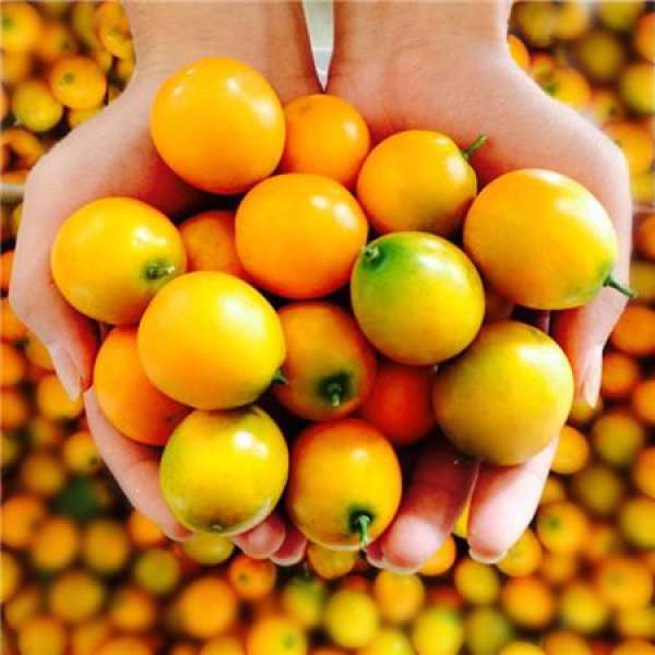 Shaping of cumquat