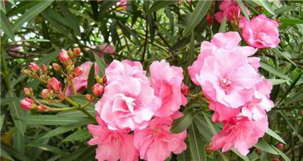 The Flower Language of Oleander