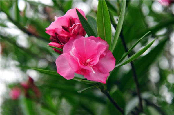 The Legend of Oleander