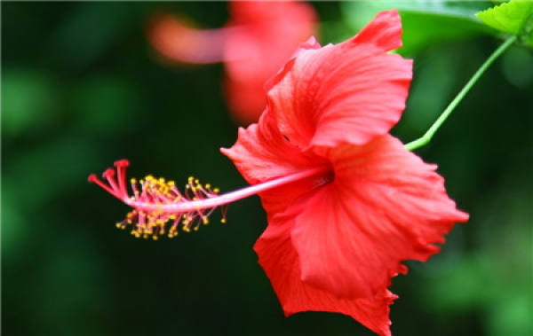 pruning of young seedlings of Hibiscus