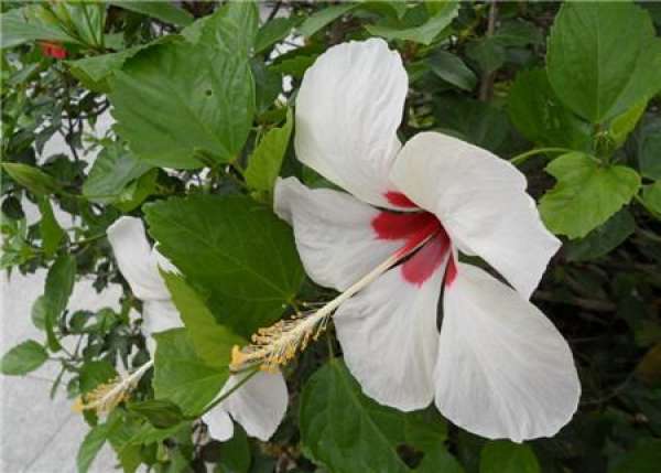 Hibiscus rosa-sinensis flower seedling pruning