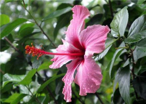 Hibiscus rosa-sinensis flower seedling pruning